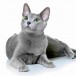 Что вы знаете про русских голубых кошек?